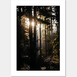 Misty Forest Sunshine Posters and Art